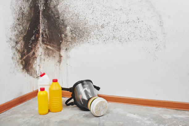 Best Post-Flood Mold Remediation in Salem, NC
