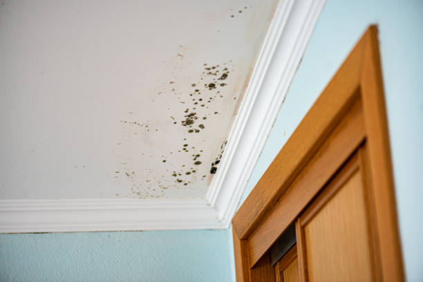 Best Insurance-Related Mold Remediation in Salem, NC