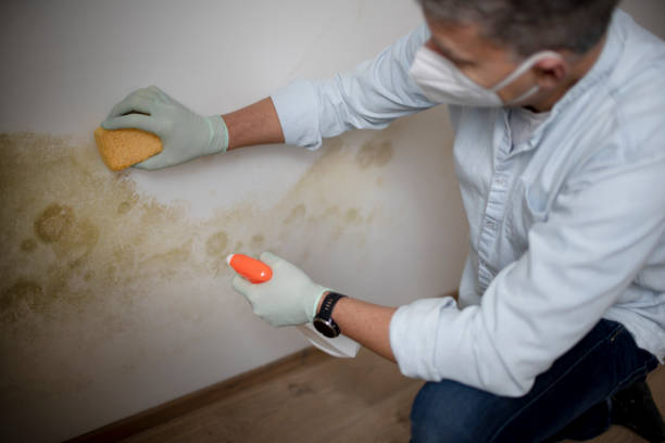 Best Mold Testing and Inspection Services in Salem, NC