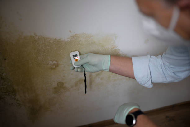 Best Bathroom Mold Remediation in Salem, NC