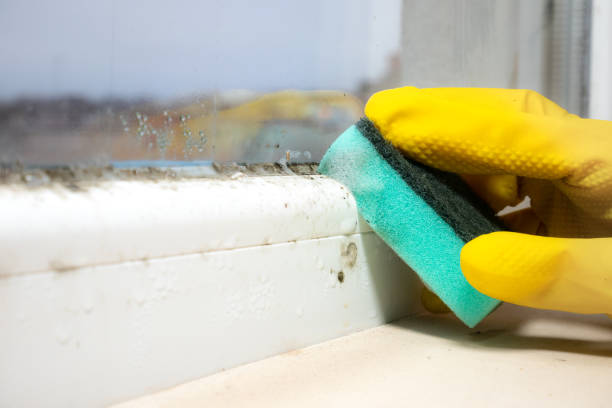 Best White Mold Remediation in Salem, NC