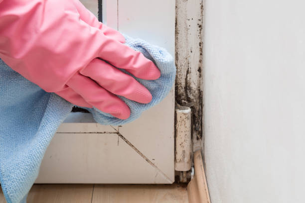 Best DIY Mold Remediation Support Services in Salem, NC